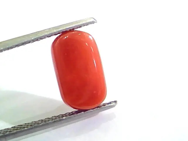 4.33 Ct Untreated Natural Italian Red Coral Moonga Gemstone AA