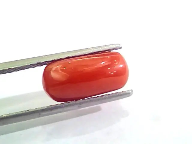 4.34 Ct Untreated Natural Italian Red Coral Moonga Gemstone AA