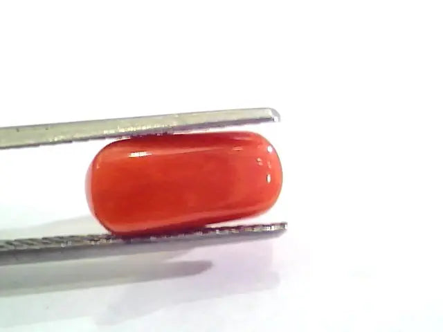 4.34 Ct Untreated Natural Italian Red Coral Moonga Gemstone AA
