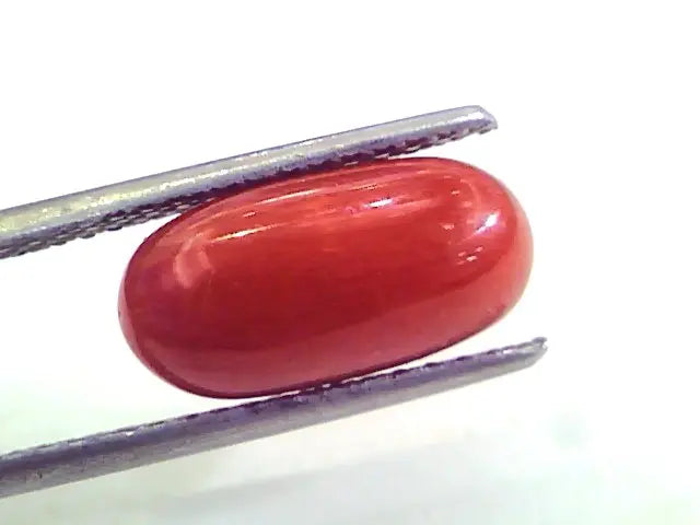 4.37 Ct Untreated Natural Premium Italian Red Coral AAAAA