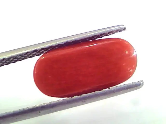4.37 Ct Untreated Natural Premium Italian Red Coral AAAAA
