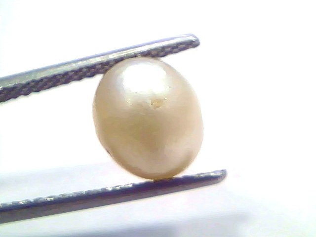 4.35 Carat Natural Certified Real South Sea Pearl (Moti) – 4.78 Ratti | Moon Gemstone