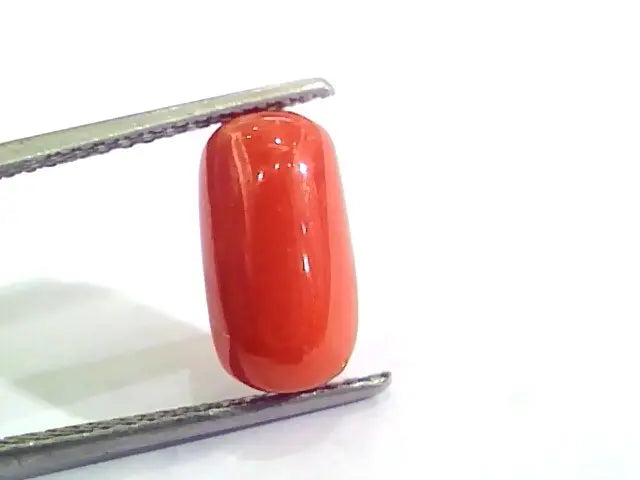 4.37 Ct 4.85 Ratti Untreated Natural Italian Red Coral Moonga Gemstone AA