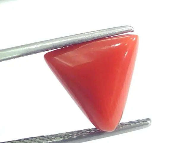 4.37 Ct 7.25 Ratti Natural Italian Triangle Red Coral Moonga Gemstone
