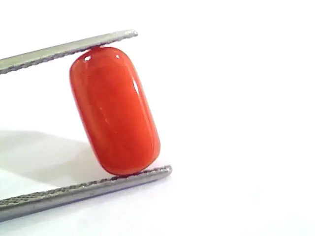 4.37 Ct 4.85 Ratti Untreated Natural Italian Red Coral Moonga Gemstone AA
