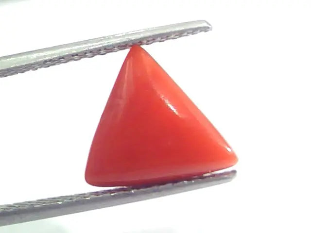 4.38 Ct 7.25 Ratti Natural Italian Triangle Red Coral Moonga Gemstone