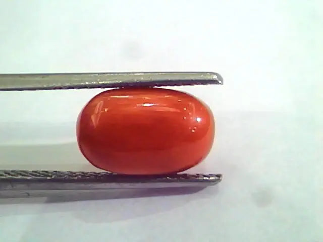 4.40 Carat Natural Italian Red Coral Moonga Gemstone AAAA