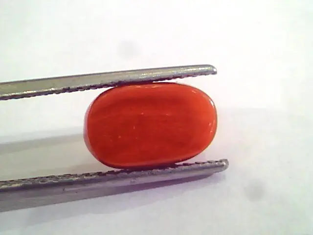 4.40 Carat Natural Italian Red Coral Moonga Gemstone AAAA