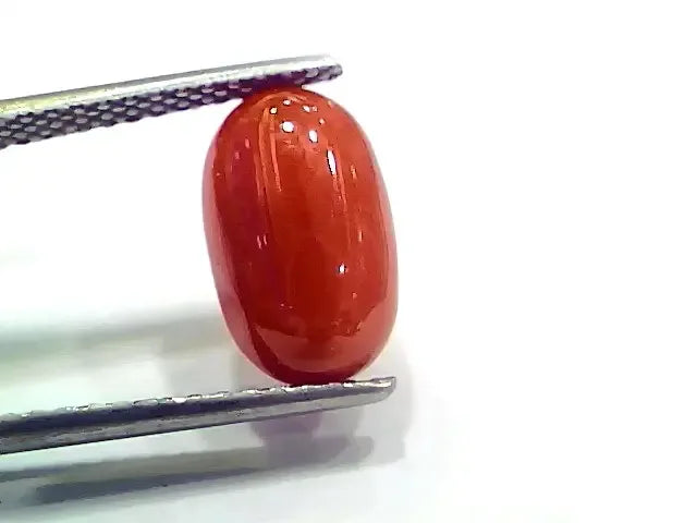 4.38 Ct 4.86 Ratti Natural Italian Red Coral Moonga Gemstone - Venus Gems