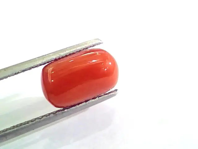 4.40 Ct Untreated Natural Italian Red Coral Moonga Gemstone AA