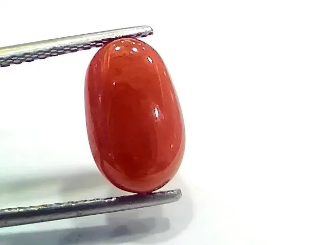 4.38 Ct 4.86 Ratti Natural Italian Red Coral Moonga Gemstone - Venus Gems