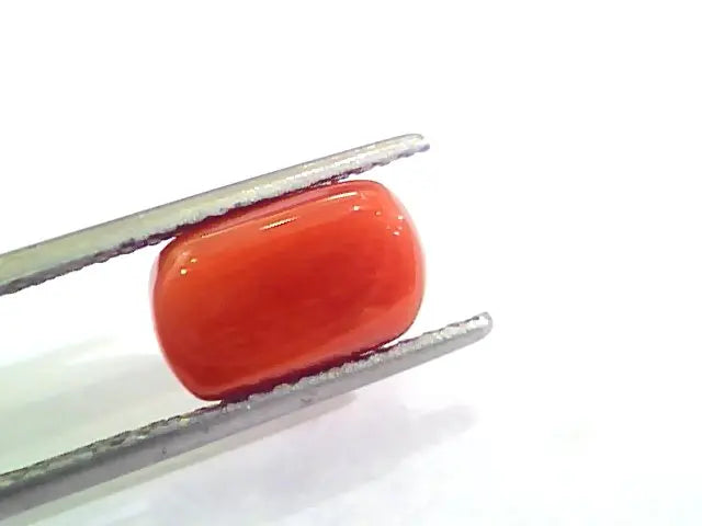 4.40 Ct Untreated Natural Italian Red Coral Moonga Gemstone AA