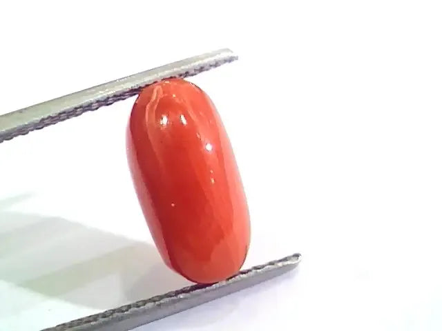 4.43 Ct 4.92 Ratti Untreated Natural Italian Red Coral Moonga Gemstone AA - Venus Gems