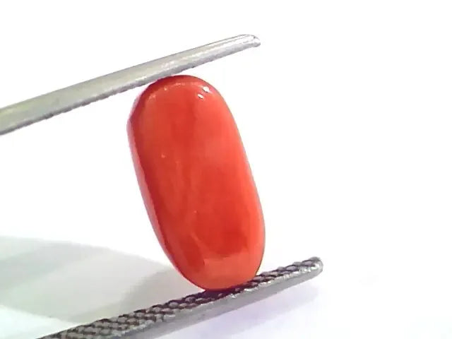 4.43 Ct 4.92 Ratti Untreated Natural Italian Red Coral Moonga Gemstone AA - Venus Gems
