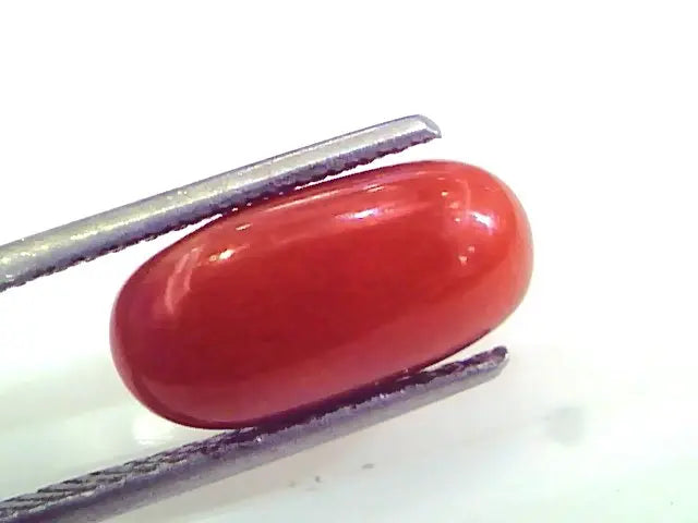 4.44 Ct Untreated Natural Premium Italian Red Coral gems AAAAA