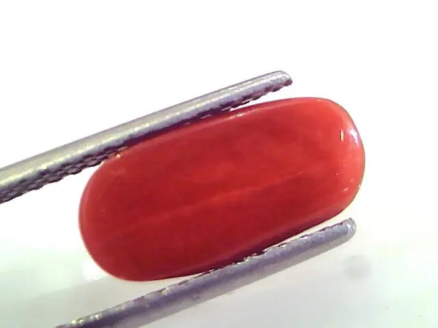 4.44 Ct Untreated Natural Premium Italian Red Coral gems AAAAA