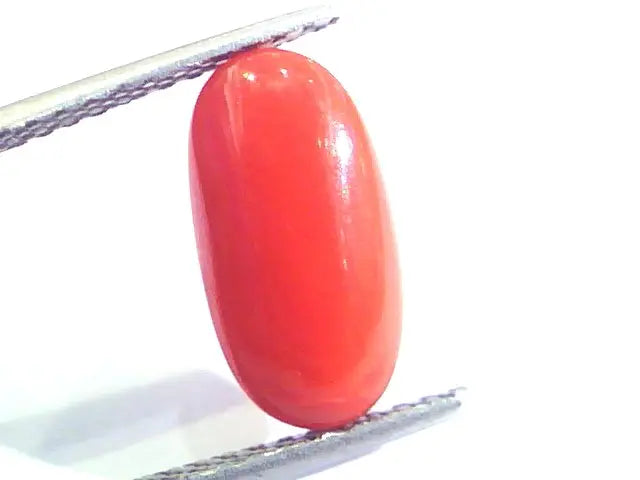 4.51 Ct Untreated Natural Premium Italian Red Coral AAAAA