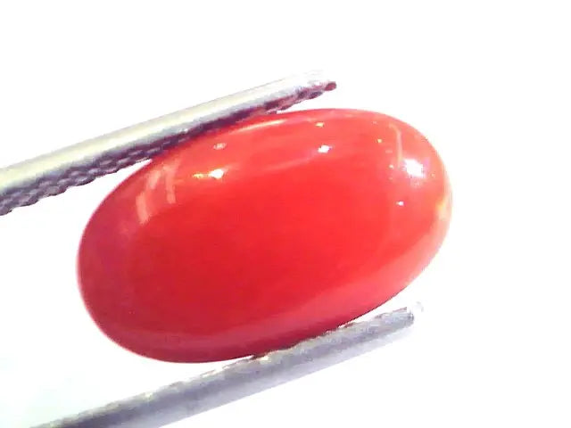 4.44 Ct Untreated Natural Premium Italian Red Coral AAAAA