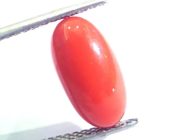 4.51 Ct Untreated Natural Premium Italian Red Coral AAAAA