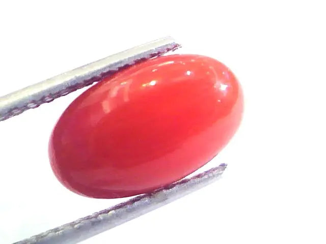 4.44 Ct Untreated Natural Premium Italian Red Coral AAAAA