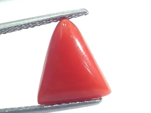 4.45 Ct 4.94 Ratti Natural Italian Triangle Red Coral Moonga Gemstone - Venus Gems