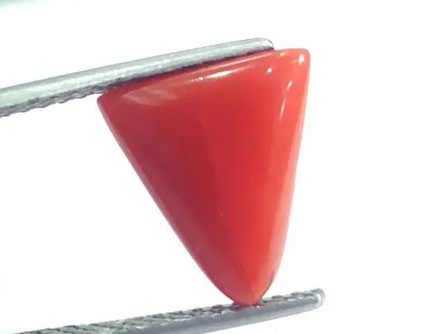 4.45 Ct 4.94 Ratti Natural Italian Triangle Red Coral Moonga Gemstone - Venus Gems