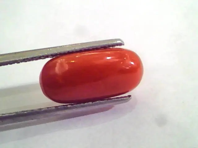4.46 Carat Natural Italian Red Coral Moonga Gemstone AAAA