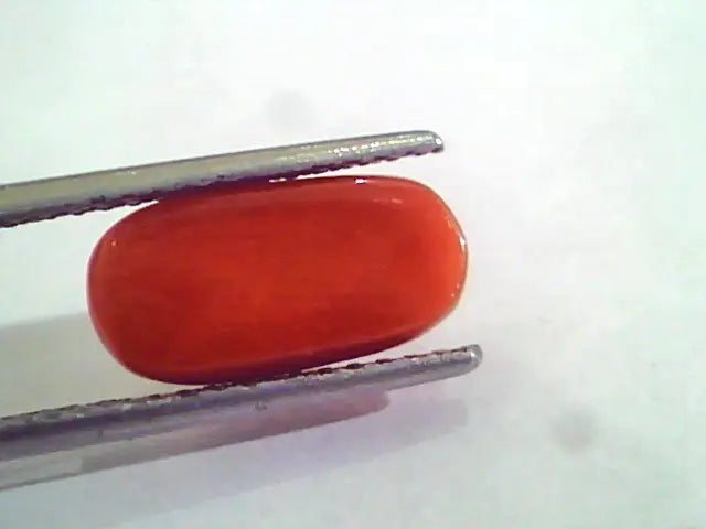 4.46 Carat Natural Italian Red Coral Moonga Gemstone AAAA