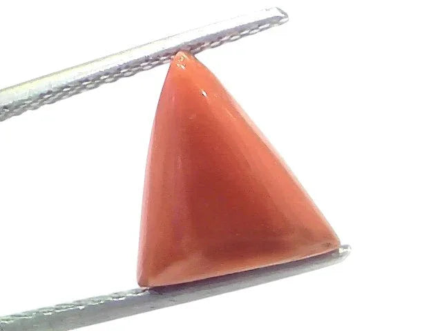 4.47 Ct Natural Italian Triangle Red Coral Trikon Moonga Gemstone - Venus Gems
