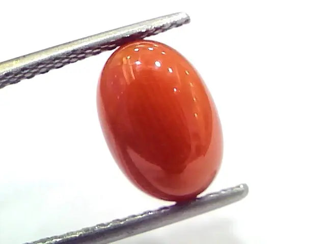 4.50 Ct 7.5 Ratti Natural Untreated Italian Red Coral Moonga Gems