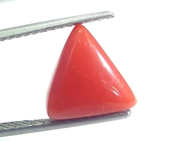 4.47 Ct 7.45 Ratti Natural Italian Triangle Red Coral Moonga Gemstone