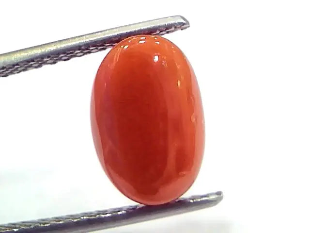 4.50 Ct 7.5 Ratti Natural Untreated Italian Red Coral Moonga Gems