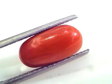 4.49 Ct 4.98 Ratti Untreated Natural Premium Italian Red Coral AAAAA - Venus Gems