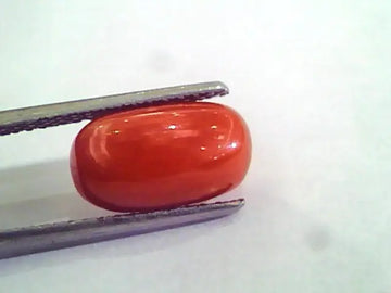 4.48 Ct 4.97 Ratti Natural Italian Red Coral Moonga Gemstone AAAA