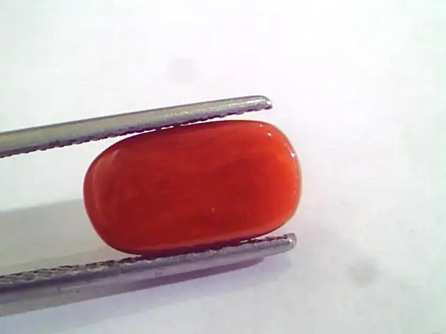 4.48 Ct 4.97 Ratti Natural Italian Red Coral Moonga Gemstone AAAA