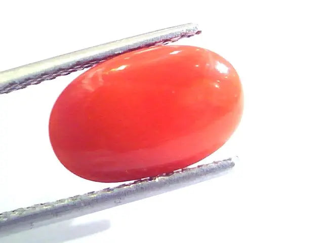 4.54 Ct Untreated Natural Premium Italian Red Coral AAAAA