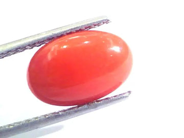 4.54 Ct Untreated Natural Premium Italian Red Coral AAAAA