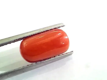 4.53 Ct 5.03 Ratti Untreated Natural Italian Red Coral Moonga Gemstone AA - Venus Gems