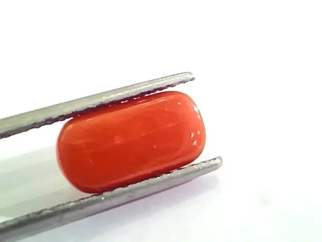 4.53 Ct 5.03 Ratti Untreated Natural Italian Red Coral Moonga Gemstone AA - Venus Gems