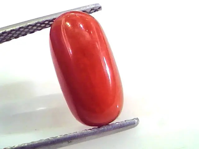 4.55 Ct Untreated Natural Premium Italian Red Coral AAAAA