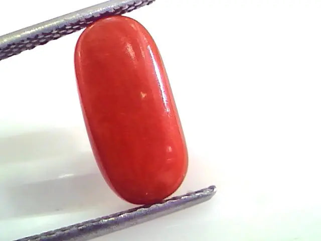 4.55 Ct Untreated Natural Premium Italian Red Coral AAAAA