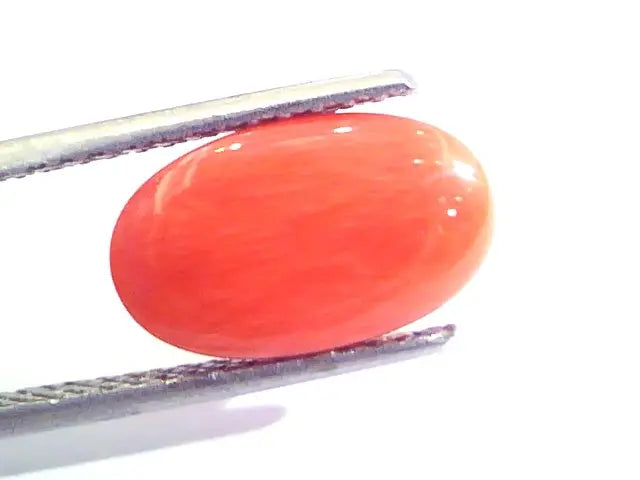 4.63 Ct Untreated Natural Premium Italian Red Coral AAAAA