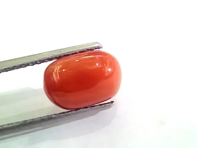 4.55 Ct 5.05 Ratti Untreated Natural Italian Red Coral Moonga Gemstone AA - Venus Gems