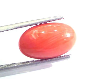 4.63 Ct Untreated Natural Premium Italian Red Coral AAAAA