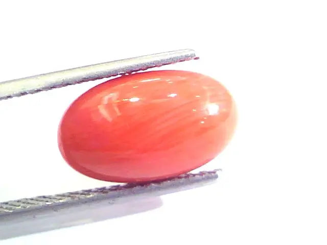 4.63 Ct Untreated Natural Premium Italian Red Coral AAAAA