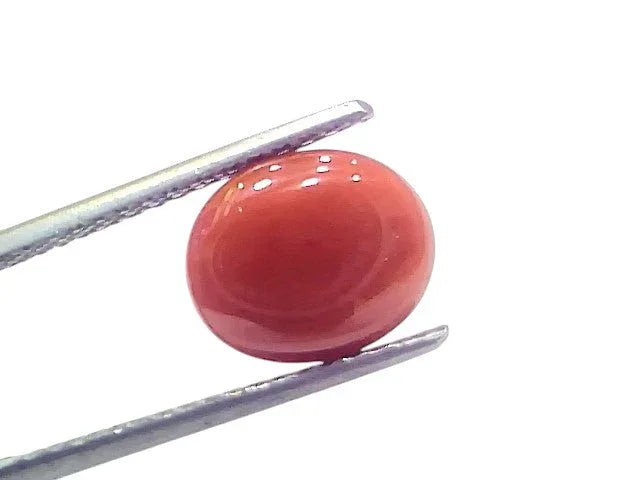 4.57 Ct 5.05 Ratti Natural Untreated Italian Red Coral Moonga AAAAA - Venus Gems