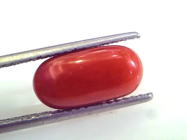 4.61 Ct Untreated Natural Premium Italian Red Coral AAAAA