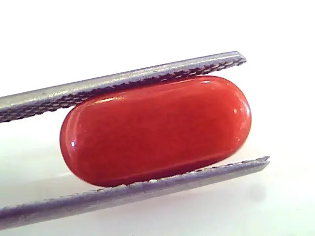 4.61 Ct Untreated Natural Premium Italian Red Coral AAAAA