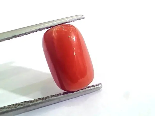 4.58 Ct 5.08 Ratti Untreated Natural Italian Red Coral Moonga Gemstone AA - Venus Gems
