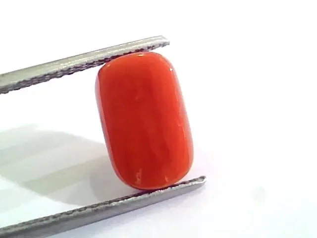 4.58 Ct 5.08 Ratti Untreated Natural Italian Red Coral Moonga Gemstone AA - Venus Gems